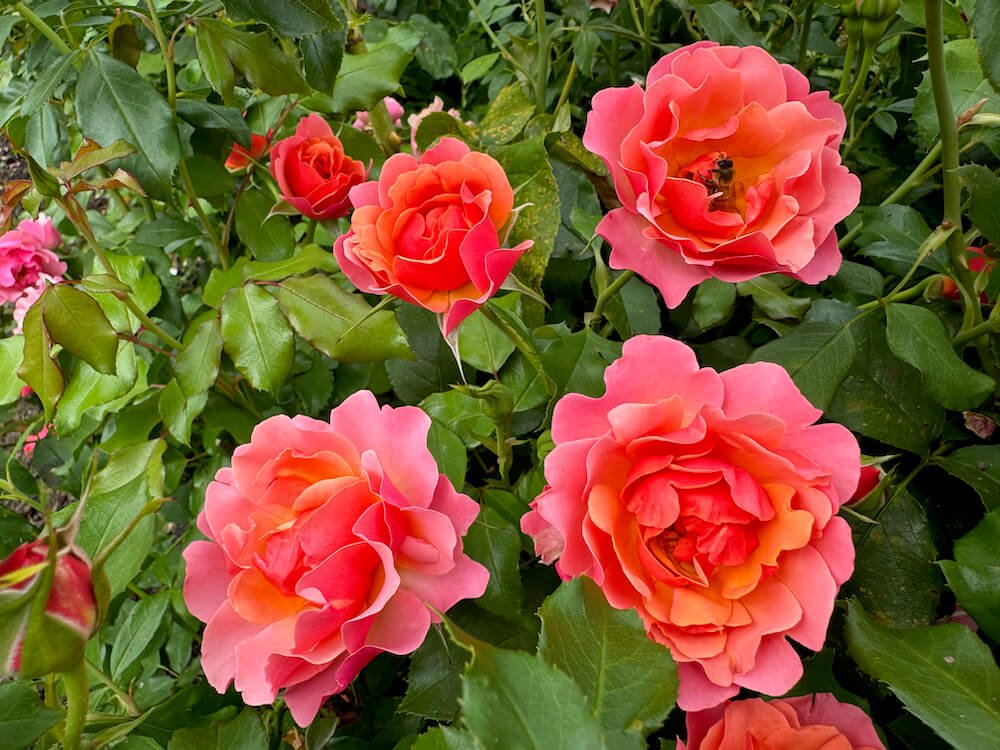 Rosa 'Tequila Supreme' (Tequila Supreme Floribunda Rose